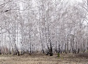 Early spring birch forest