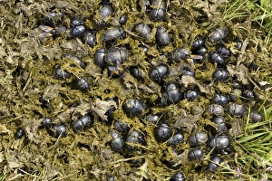 Earth-boring Dung Beetle (Geotrupes sp)