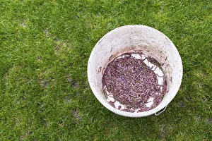 Earthworm collected on the pitch in Lubin, Poland