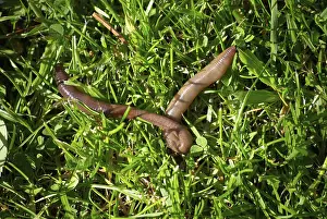 Earthworm in grass, Lumbricus Terrestris