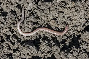 Earthworm (Lumbricus terrestris)