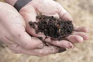 Earthworms