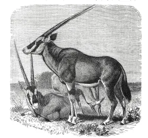 East african oryx (Oryx beisa)