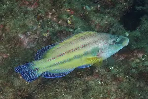 East atlantic peacock wrasse (Symphodus tinca)