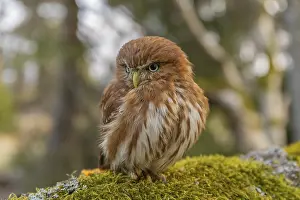 One East Brazilian pygmy owl (Glaucidium minutissimum)