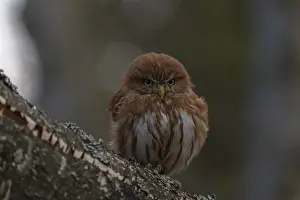 One East Brazilian pygmy owl (Glaucidium minutissimum)
