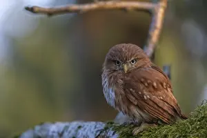 One East Brazilian pygmy owl (Glaucidium minutissimum)