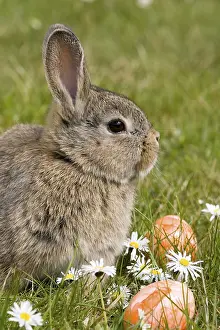 Easter bunny, dwarf ram wild grey