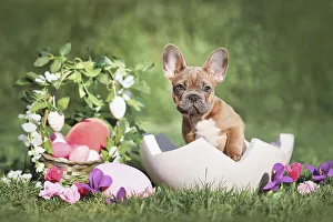 Framed Print : Easter dog. French Bulldog puppy sitting in egg shell next to Easter basket and colorful eggs with spring flowers