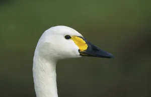 Eastern Berwick Swan (Cygnus columbianus jankowskii)