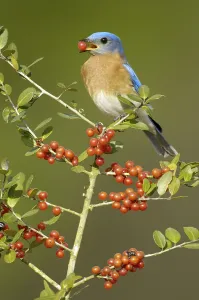 Eastern Bluebird (Sialia sialis)