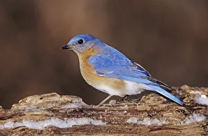 Eastern Bluebird (Sialia sialis)