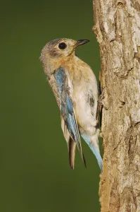 Eastern Bluebird (Sialia sialis)