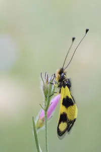 Eastern butterfly, Istria (Libelloides macaronius)