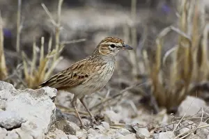 Eastern Clapper Lark (Mirafra apiata fasciolata) adult