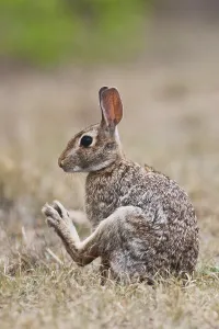 Eastern Cottontail (Sylvilagus floridanus)