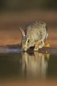 Eastern Cottontail (Sylvilagus floridanus)