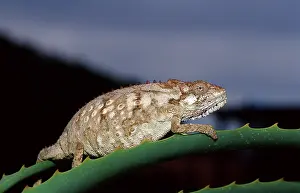 Eastern dwarf chameleon, Bradypodion ventrale