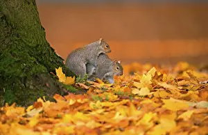 Eastern eastern gray squirrel (Sciurus carolinensis) introduced species