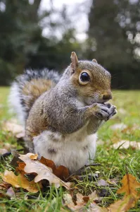 Eastern eastern gray squirrel (Sciurus carolinensis) introduced species