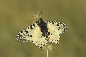Eastern Festoon (Zerynthia cerisy)