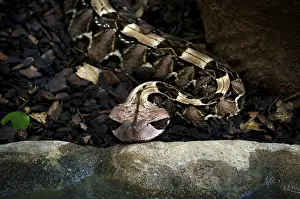 Eastern Gabon viper (Bitis gabonica)