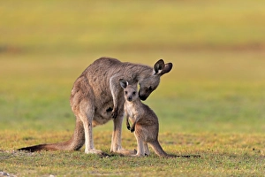 Eastern giant grey kangaroo (Macropus giganteus)