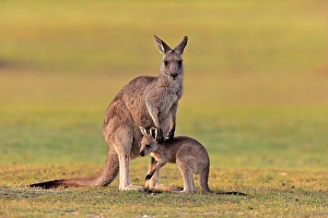 Eastern giant grey kangaroo (Macropus giganteus)