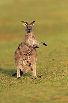 Eastern giant grey kangaroo (Macropus giganteus)