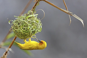 Eastern Golden Weaver (Ploceus subaureus)