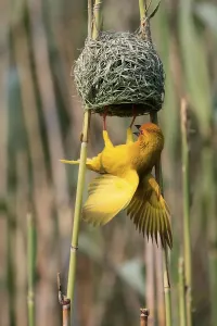 Eastern golden weaver (Ploceus subaureus)