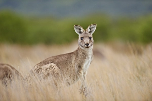 Eastern Gray Kangaroo (Macropus giganteus)