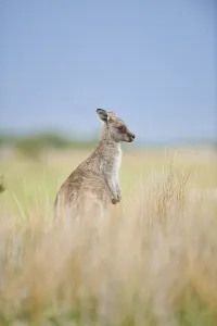 Eastern Gray Kangaroo (Macropus giganteus)