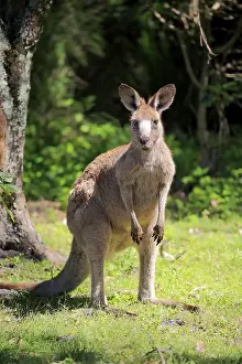 Eastern Gray Kangaroo (Macropus giganteus)