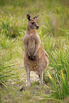 Eastern Gray Kangaroo (Macropus giganteus)