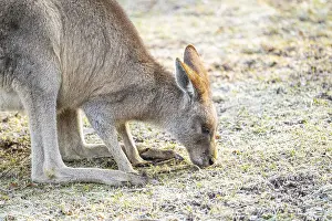 Eastern Gray Kangaroo (Macropus giganteus) on a meadow