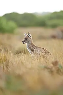 Eastern Gray Kangaroo (Macropus giganteus) sitting on a meadow