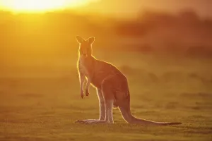 Eastern Gray Kangaroo (Macropus giganteus) by Sunset on a meadow