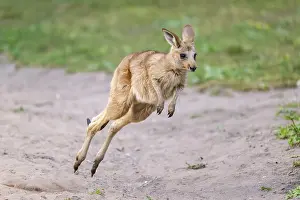 Eastern Gray Kangaroo (Macropus giganteus) youngster jumping on a meadow