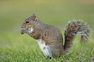 Eastern Gray Squirrel (Sciurus carolinensis)