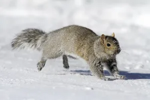 Eastern gray squirrel (Sciurus carolinensis)