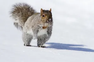 Eastern gray squirrel (Sciurus carolinensis)