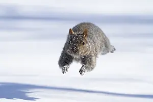 Eastern gray squirrel (sciurus carolinensis) chased by red fox and running