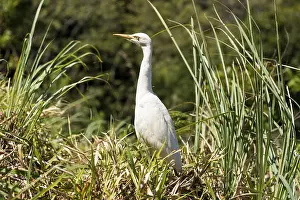 The eastern great egret has a wide distribution throughout Asia and Oceania