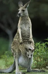 Eastern grey Eastern grey kangaroo (macropus giganteus)