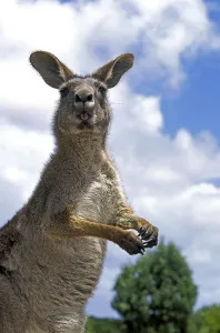 Eastern grey Eastern grey kangaroo (macropus giganteus)