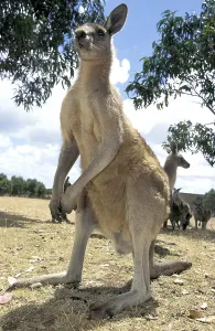 Eastern grey Eastern grey kangaroo (macropus giganteus)