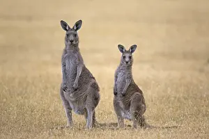 Eastern Grey Giant Kangaroo, Eastern Grey Giant Kangaroo