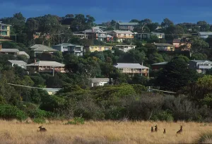 Eastern Grey Giant Kangaroo, Eastern Grey Giant Kangaroo
