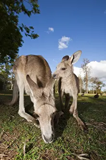Eastern grey giant kangaroo, Macropus giganteus